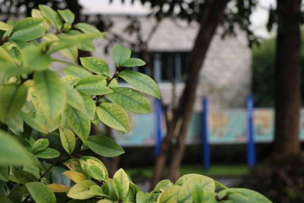 上海回不去的青春,上海市建平中学老照片