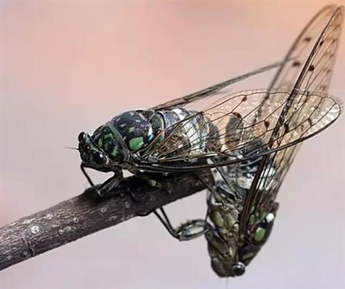 秀恩爱,死得快,苍蝇和蝉表示:很受伤