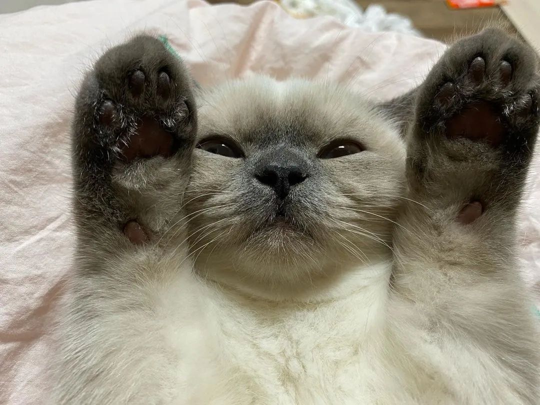 煤老板爆红完整版,煤老板ins