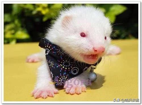 全球十大最小的宠物,全球10大最小宠物小巧可随身携带