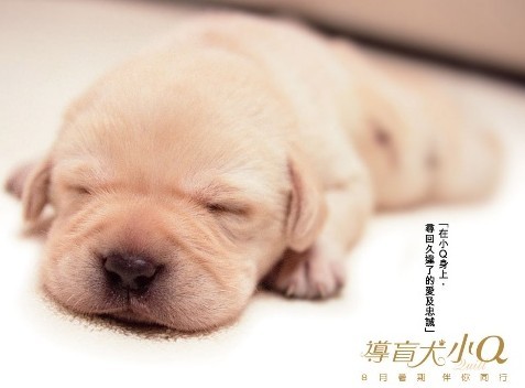 NG次数打破从影记录,任达华的《小Q》本就与众不同