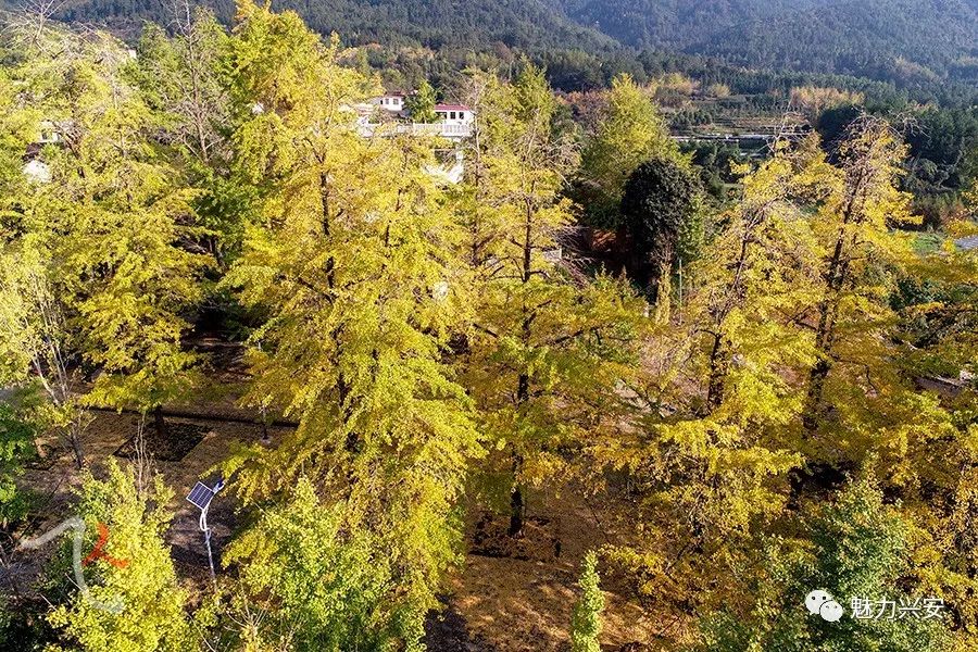 桂林兴安漠川银杏最佳观赏时间,桂林兴安漠川银杏网红打卡地