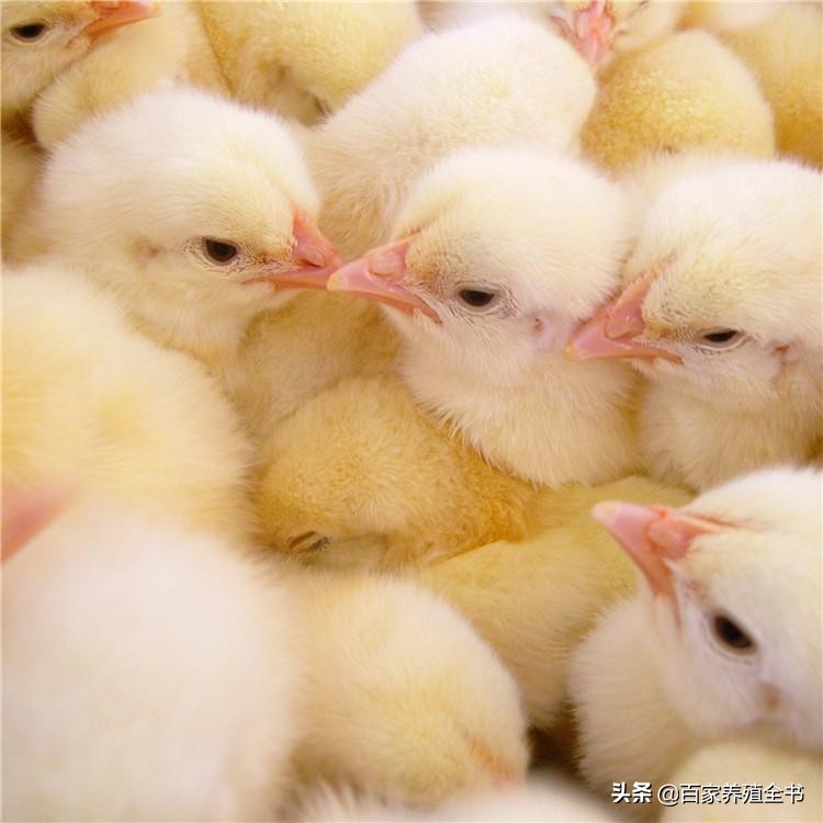 秋末冬初话“流感”,养鸡人进来一起学习吧,受益终身