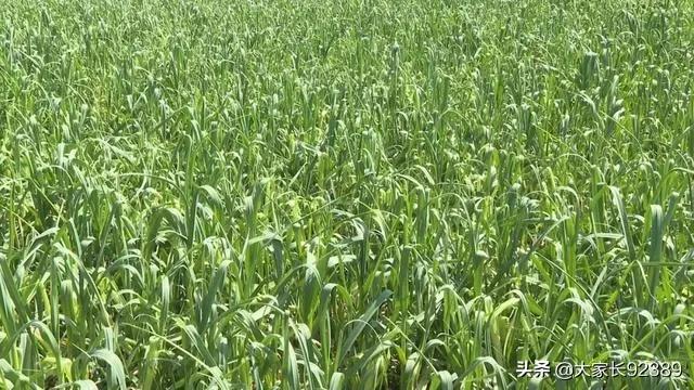 汉源土特产有哪些,汉源才有的美食