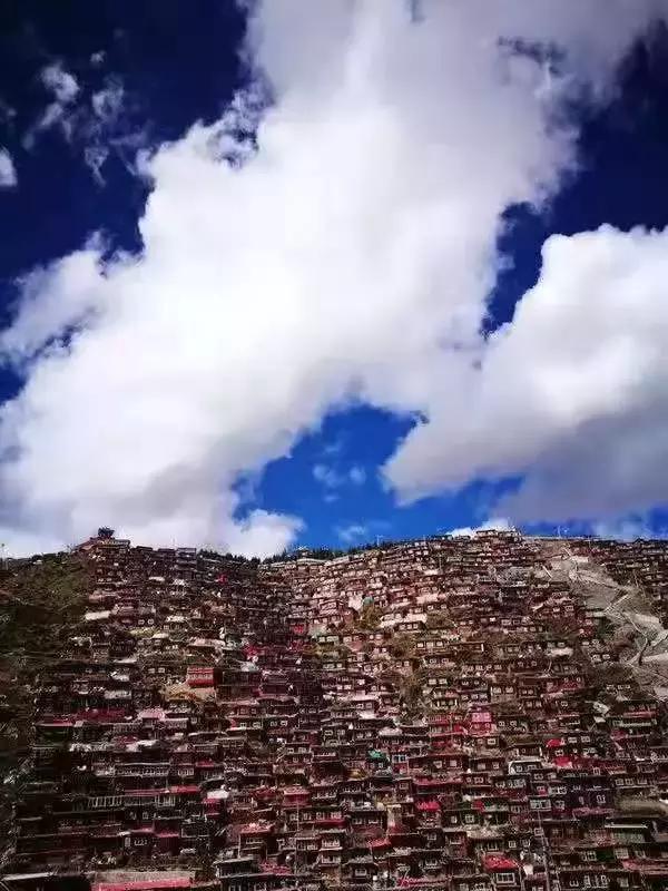 芦丹氏“黑金系列”花之行刑者，就是要你买不起