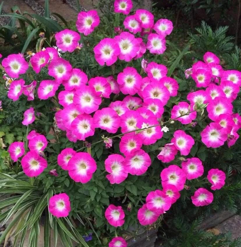 三角梅花后怎样修剪最好,月季花开完花后怎样修剪