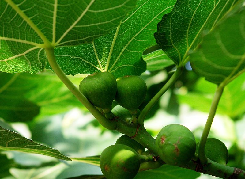 无花果扦插生根木质化多久,无花果生根过程