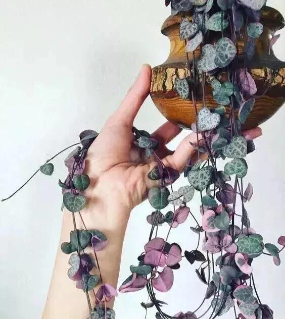 网购的植物好看又好养活的有哪些,网上买什么植物好看好养