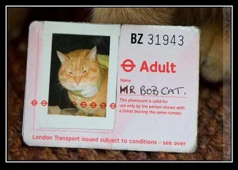 为什么流浪猫鲍勃去世了,流浪猫鲍勃治愈了多少人