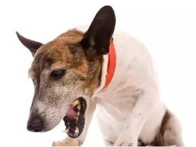 狗狗呕吐的原因有哪些,狗狗呕吐白色粘液的原因有哪些