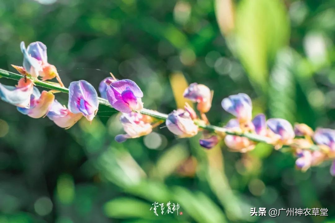 可以泡茶的冷门中药材,中草药泡茶系列有哪些