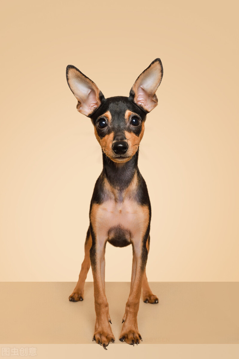 小鹿犬怎么训练才听话,小鹿犬怎么训练听话