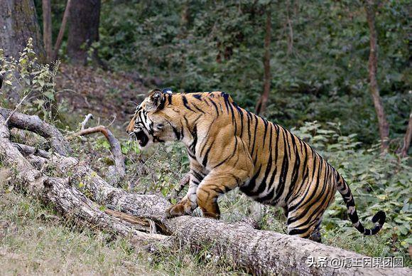 巴梅拉雄虎,传奇虎王战斗视频