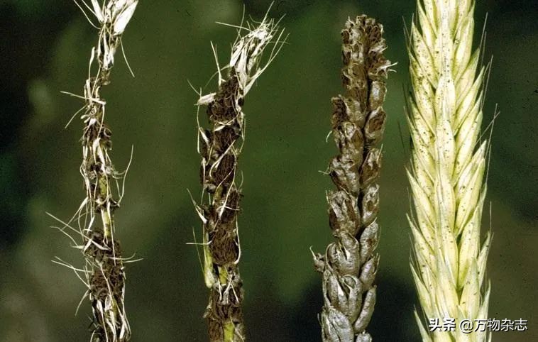 吃了坏玉米会中毒吗,玉米坏了有什么危害