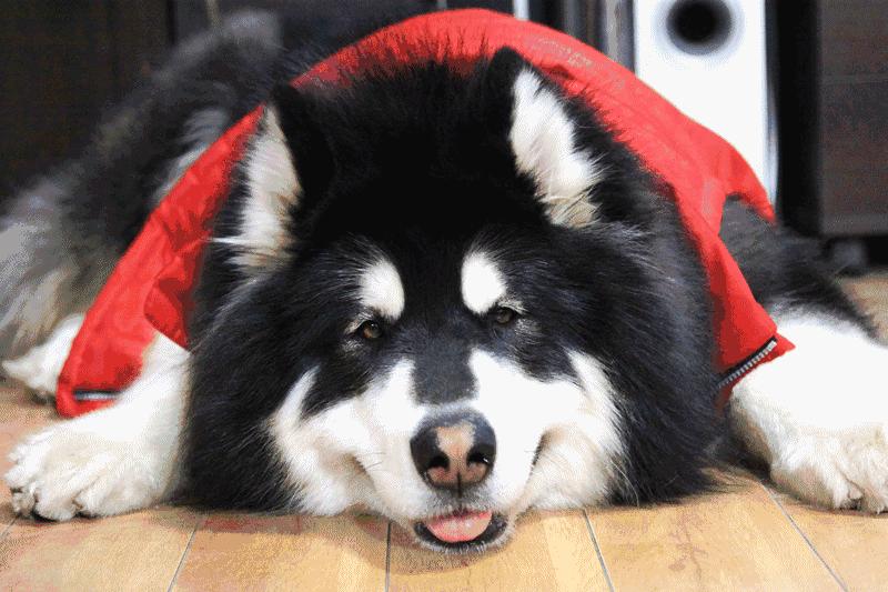 新手养狗阿拉斯加适合吗,阿拉斯加从小到大的饲养方式教程