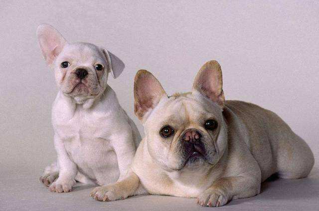 为什么说法国斗牛犬“难养”？这5点，养过的都深有体会