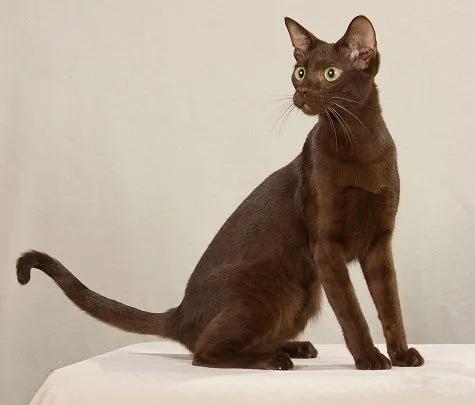 所有品种的黑猫都辟邪吗,黑猫辟邪又招财