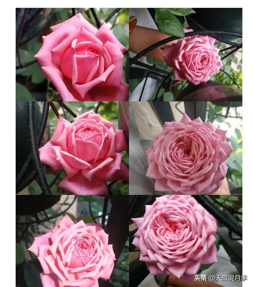 月季春季第一波花要不要剪,月季春季第一波花开后嫁接