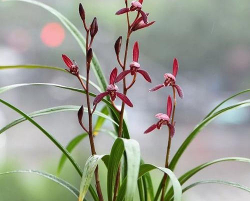 建兰墨宝怎么养,建兰墨宝如何养殖