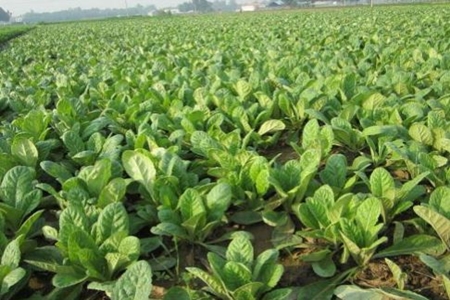 在农村种植或养殖什么比较赚钱,农村闲置土地种植什么赚钱