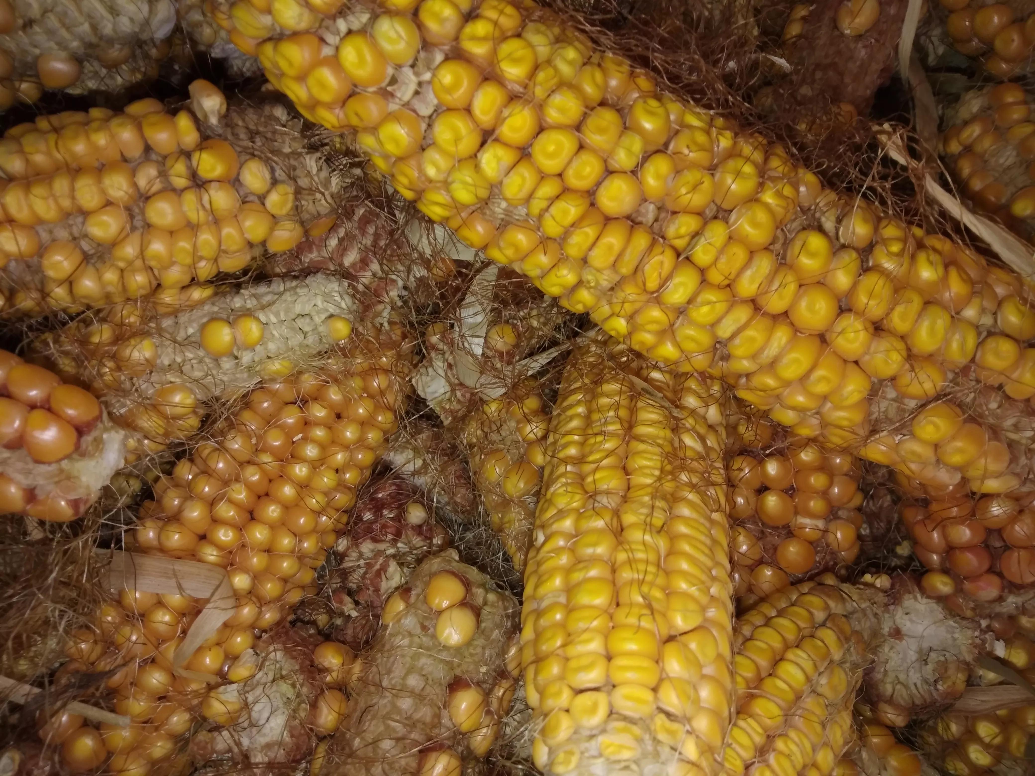 玉米和小麦哪个喂鱼好,玉米和小麦哪个喂羊效果好