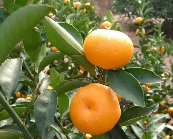 贡柑柑橘,柑橘沃柑和脐橙的区别