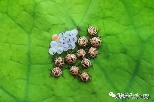 天丽摄影作品集,天丽镜头视频完整版