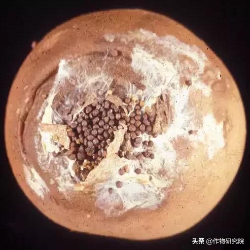 马铃薯病害知识与防治书籍,马铃薯黑胫病病害及防治方法