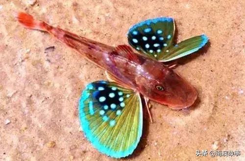 南澳渔民捕鱼视频,南澳渔民出海