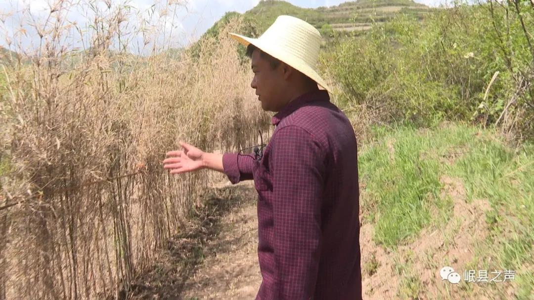 遇见马坞！——岷县马坞镇人居环境改善见闻