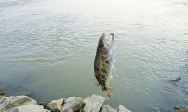 悬坠钓线组图解,悬坠钓法钩子都是斜着触底的