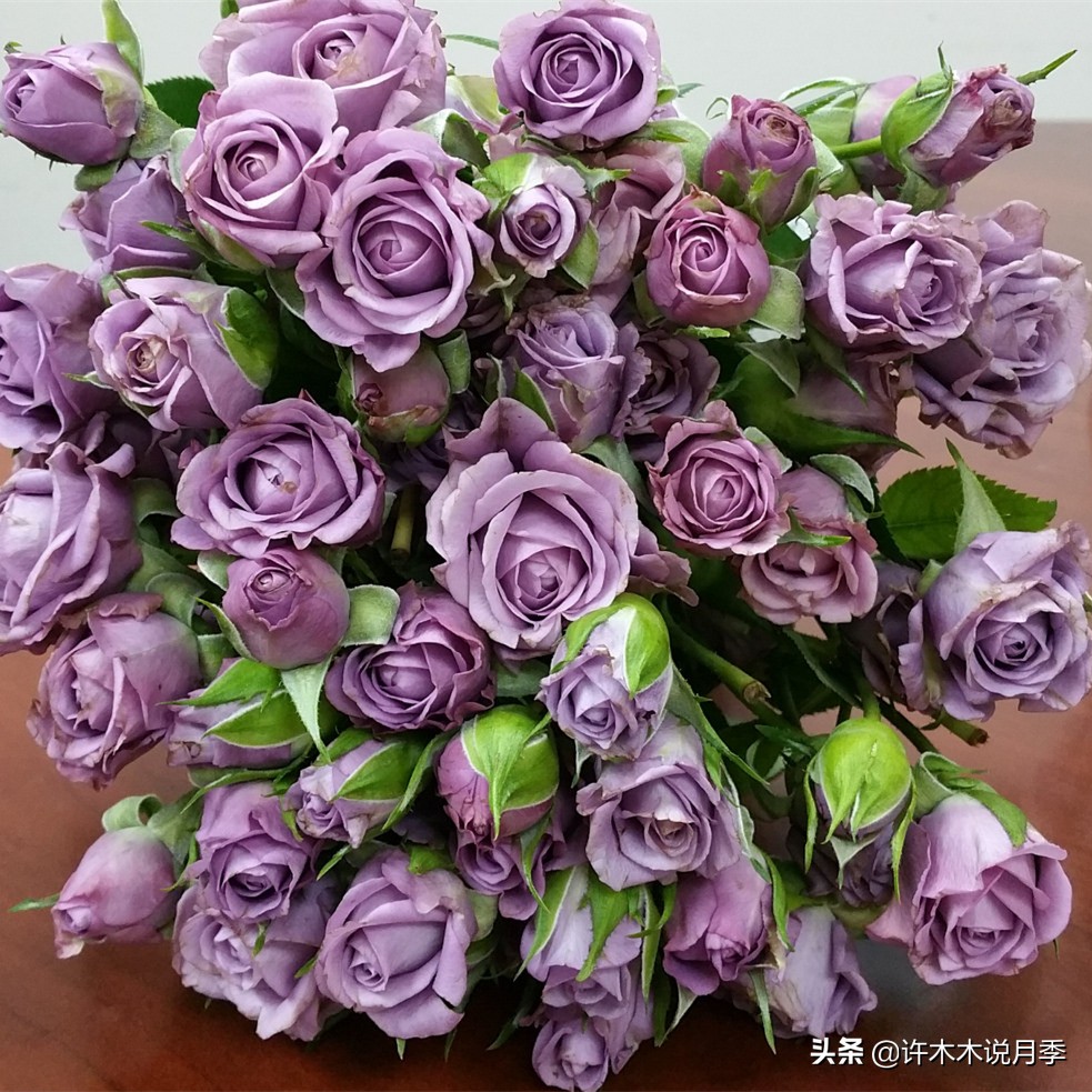 月季烂根的补救办法,月季烂根是什么原因