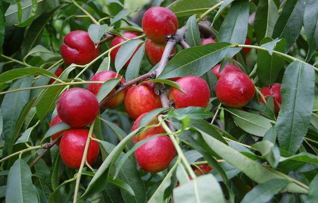 7月不吃瓜也要吃桃，虽能带来3大好处，但2类人不能吃影响健康