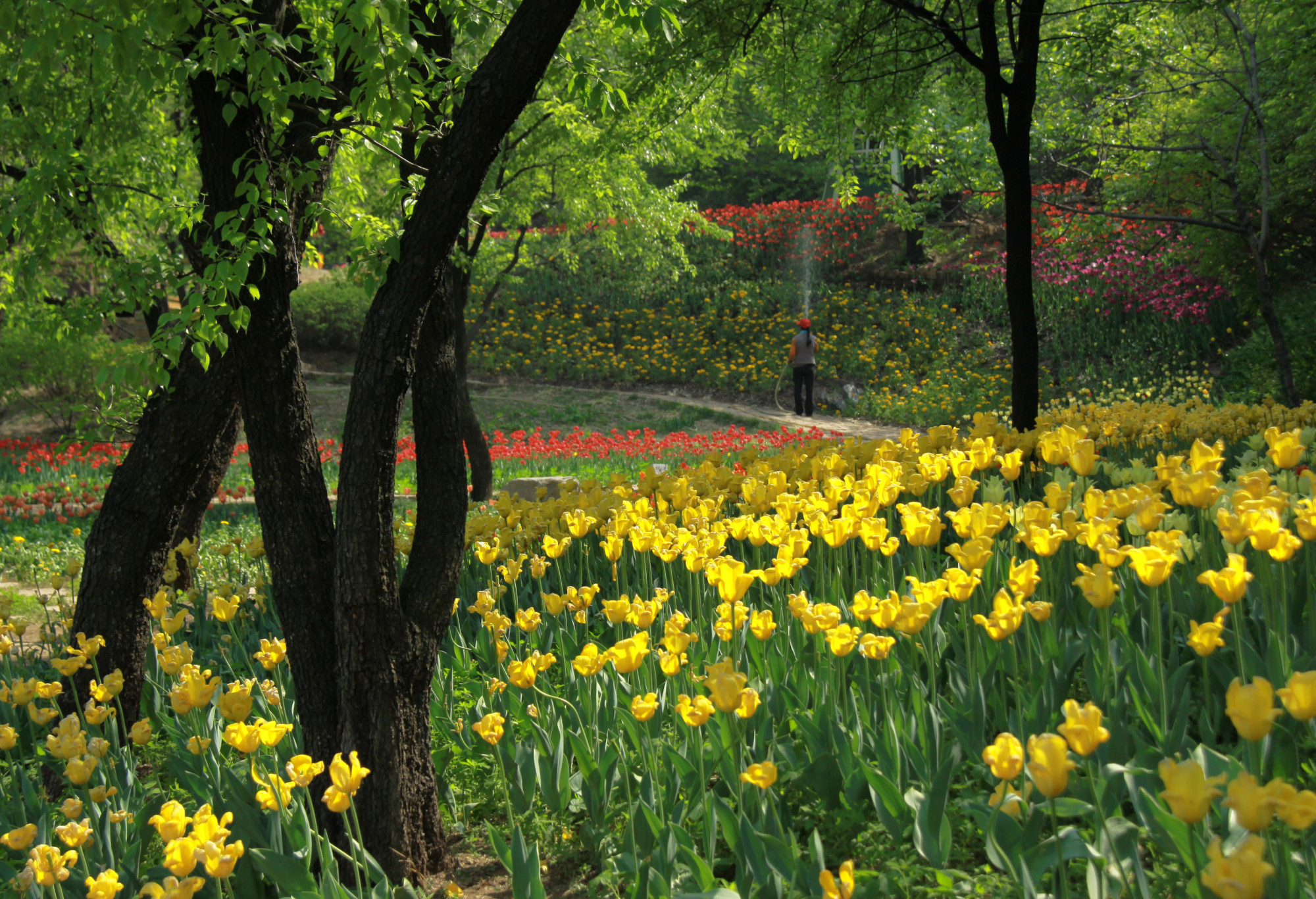 郁金香济南哪里最好,济南万象城郁金香