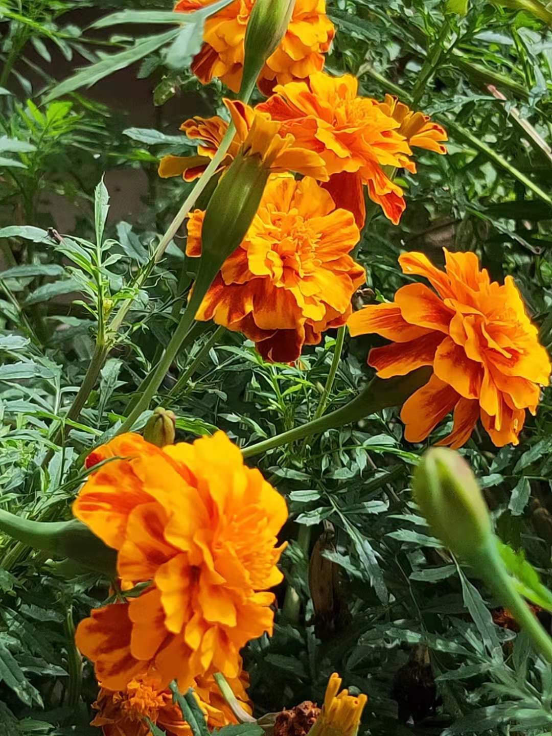 身闲心不闲图片,身闲心不闲此事更艰难