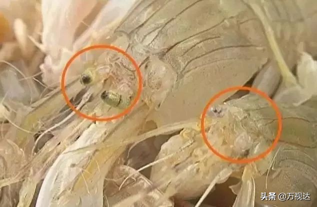 据说在天津，没有一只皮皮虾能活着走出去！