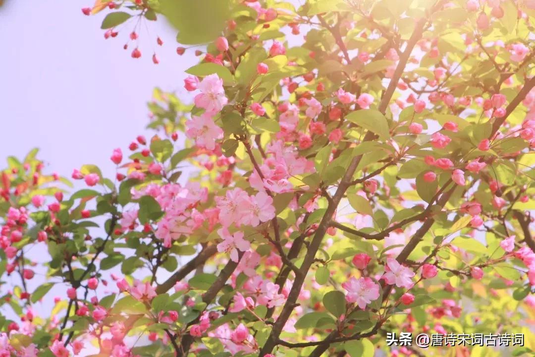 15种开在春天的花都有哪些,15种开紫花的植物图片