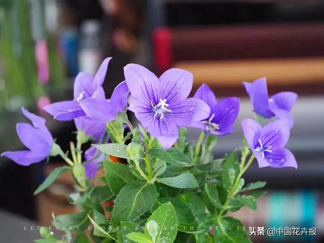 什么色系的花好看,6种颜色的花代表什么