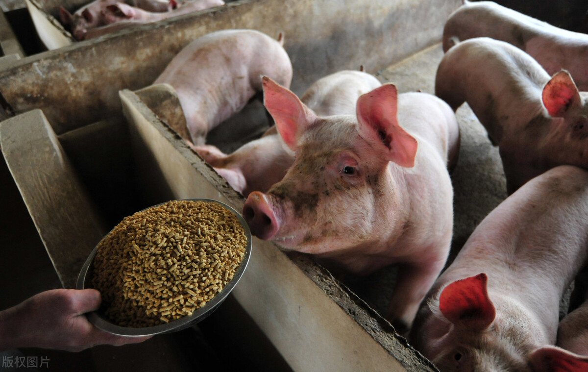 猪价下跌时屠宰企业盈利,2022养猪成本与利润是多少