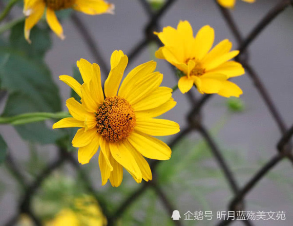 有一种爱叫等待的爱歌曲,有一种爱情叫等待为我披上婚纱