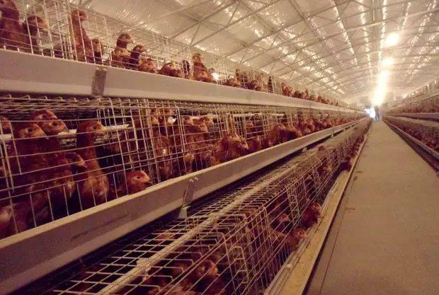 母鸡下软壳蛋怎么办呢？及防治措施？