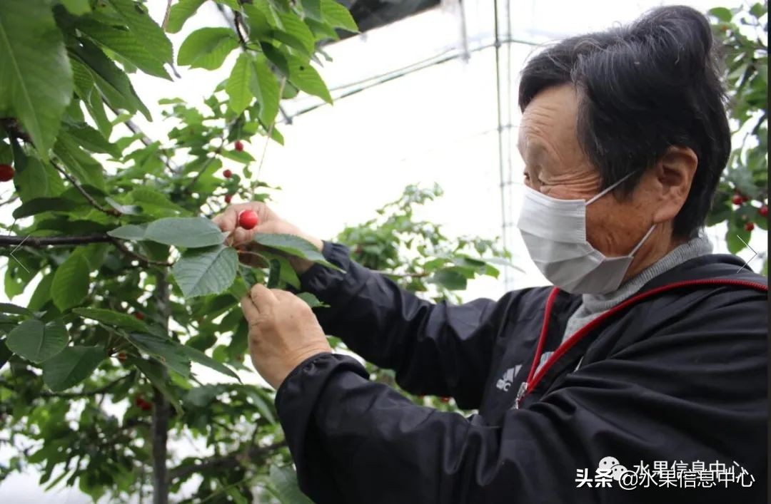 卖樱桃8块一斤十五块两斤的视频,一斤樱桃多少钱