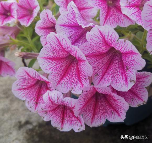 3种花卉好看又好养还能净化空气,4种花值得冬季盆栽