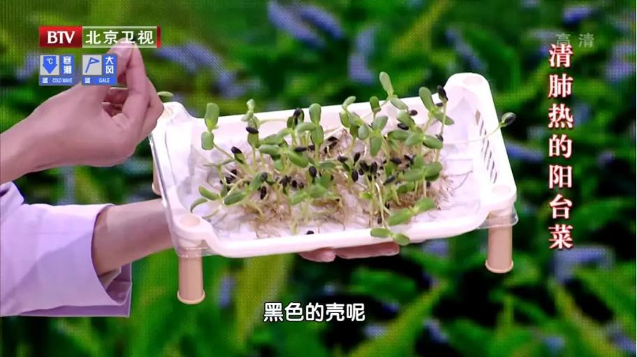 萝卜莴笋白菜黄花菜都是蔬菜,冬天萝卜白菜靠边站