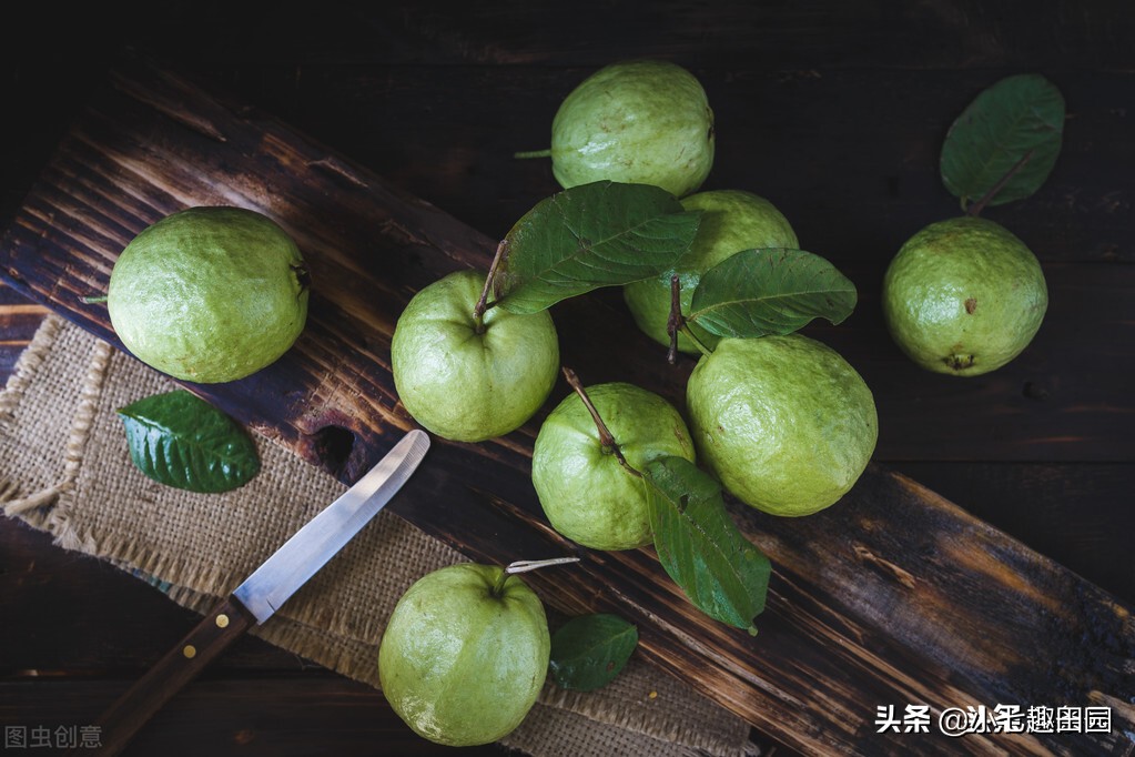 番石榴的品种以及种植技巧和方法,平泉南果北引番石榴喜获丰收