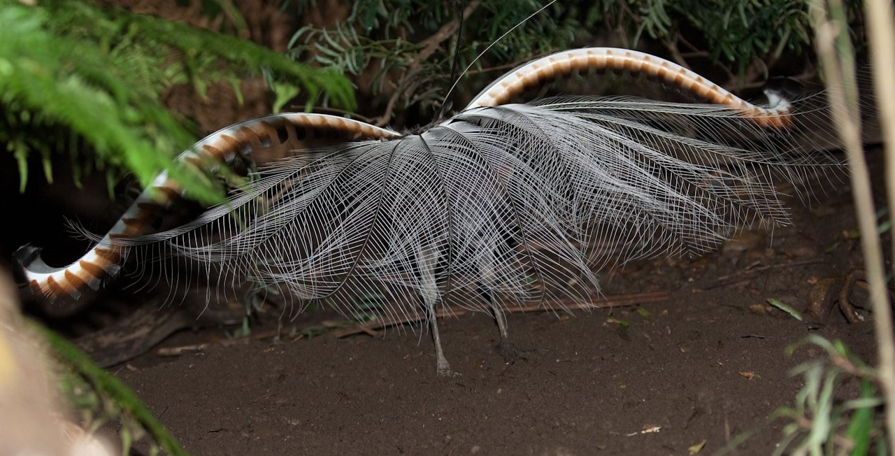 拟音大师创作,拟声大师