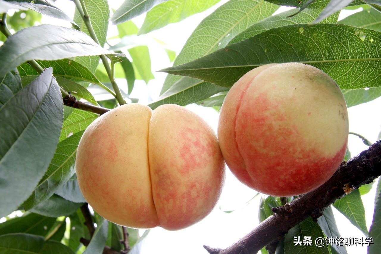 人类菊花四周为什么会有毛，有什么用途吗？