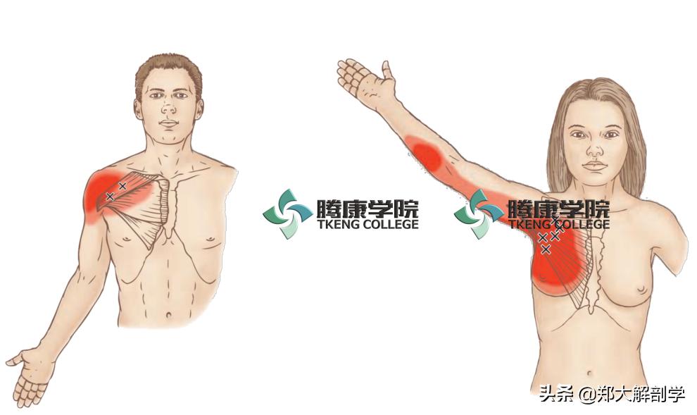 肩关节水平屈可以锻炼胸大肌吗,肩关节运动锻炼胸大肌