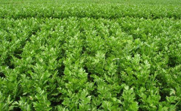 网上卖的西芹籽对痛风有用么,西芹素可以调理痛风吗