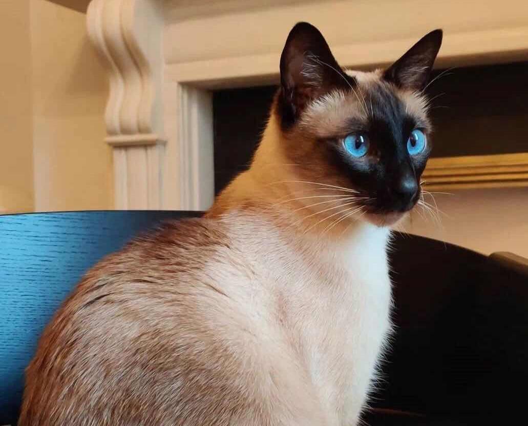 猫咪品种大盘点3：暹罗猫